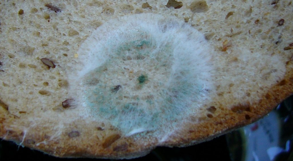 Schimmel bildet sich schnell, wenn das Brot falsch aufbewahrt wird