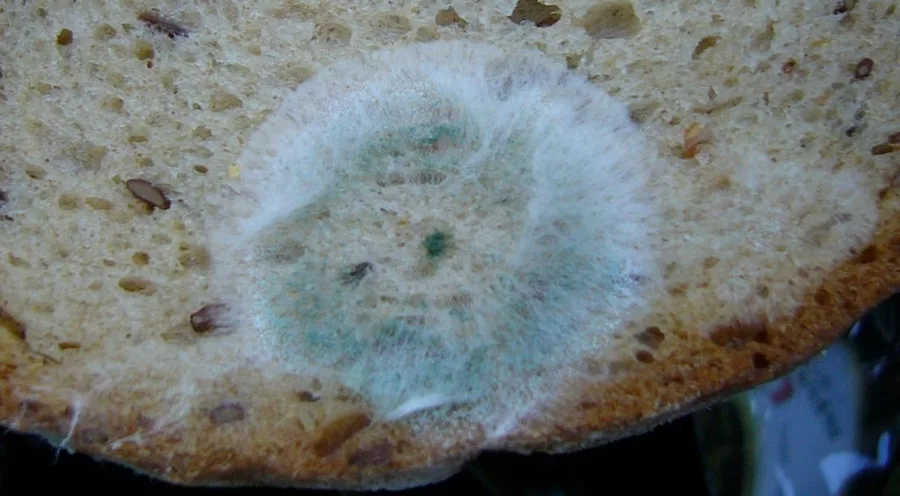 Schimmel bildet sich schnell, wenn das Brot falsch aufbewahrt wird